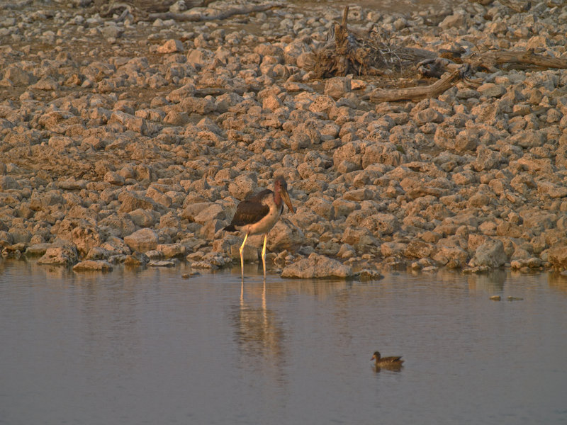 Okaukuejo, Marabou